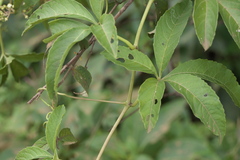 Cissus elongata