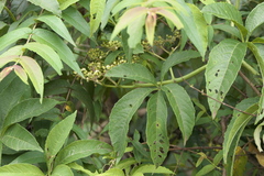 Cissus elongata
