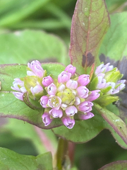 Persicaria nepalensis