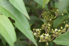 Cissus elongata