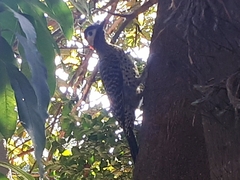 Colaptes melanochloros