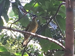 Colaptes melanochloros