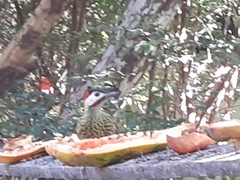 Colaptes melanochloros