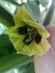 Physalis peruviana