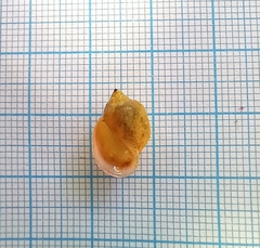 Ampullaceana balthica