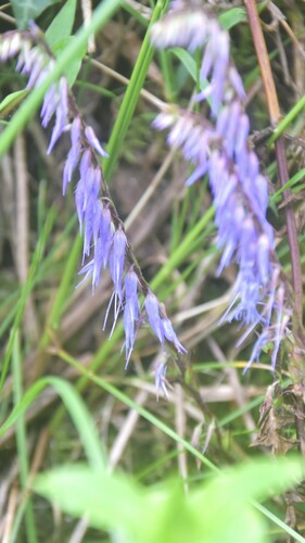 Wulfeniopsis amherstiana