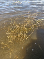 Potamogeton hillii