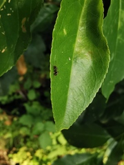 Lasius
