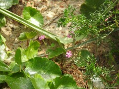 Silene scabriflora