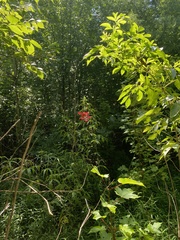 Hibiscus coccineus