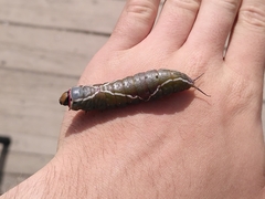 Cerura