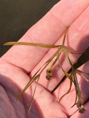 Potamogeton hillii