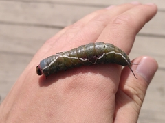 Cerura