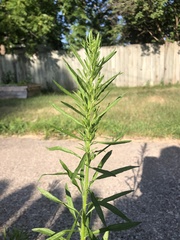 Erigeron canadensis