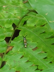 Opisthocosmiinae