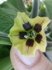 Physalis peruviana