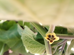 Physalis peruviana
