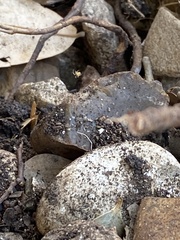 Myriostoma coliforme