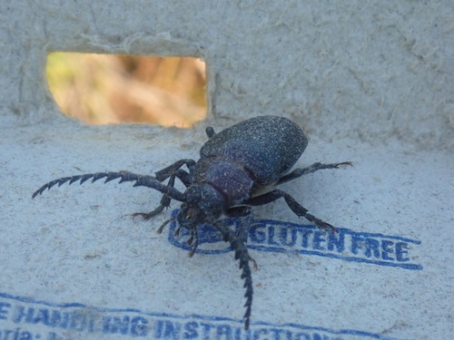Broad-necked Root Borer photo 6