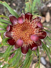 Protea canaliculata