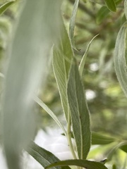 Salix lapponum