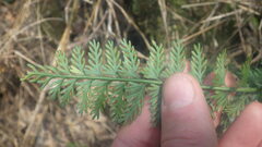 Asplenium rutifolium