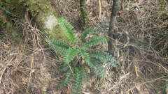 Asplenium rutifolium