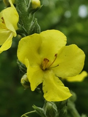 Verbascum simplex