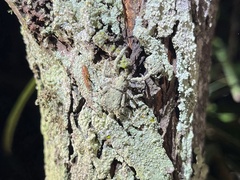 Stephanopis altifrons