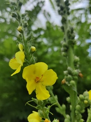 Verbascum simplex