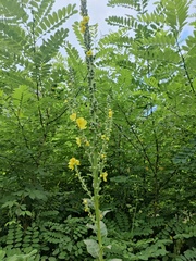 Verbascum simplex