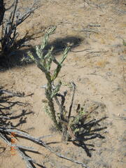 Cylindropuntia calmalliana