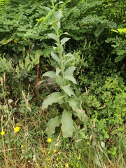 Verbascum simplex