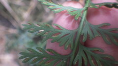 Asplenium rutifolium