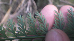 Asplenium rutifolium