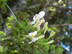 Lilium rubescens
