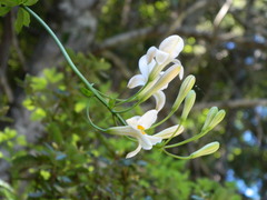 Lilium rubescens