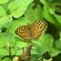 Argynnis kamala