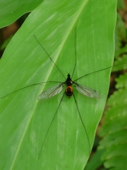 Tipula holoserica