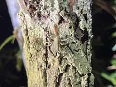 Stephanopis altifrons