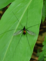 Tipula holoserica