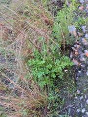 Lichtensteinia interrupta