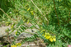 Astragalus penduliflorus