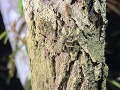 Stephanopis altifrons