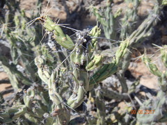 Cylindropuntia calmalliana
