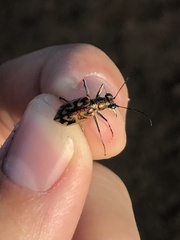 Ellipsoptera cuprascens