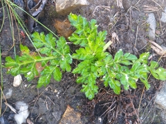 Lichtensteinia interrupta