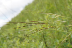 Hesperostipa curtiseta