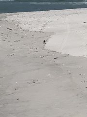 Haematopus palliatus