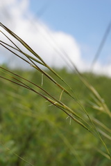 Hesperostipa curtiseta